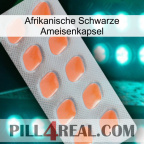 Africa Black Ant Capsule 26
